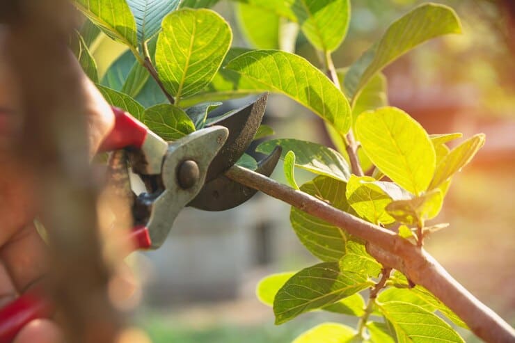 قیمت خرید قیچی های باغبانی با فروش عمده